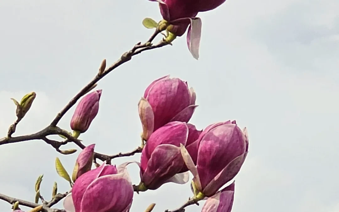 Spring into Joy