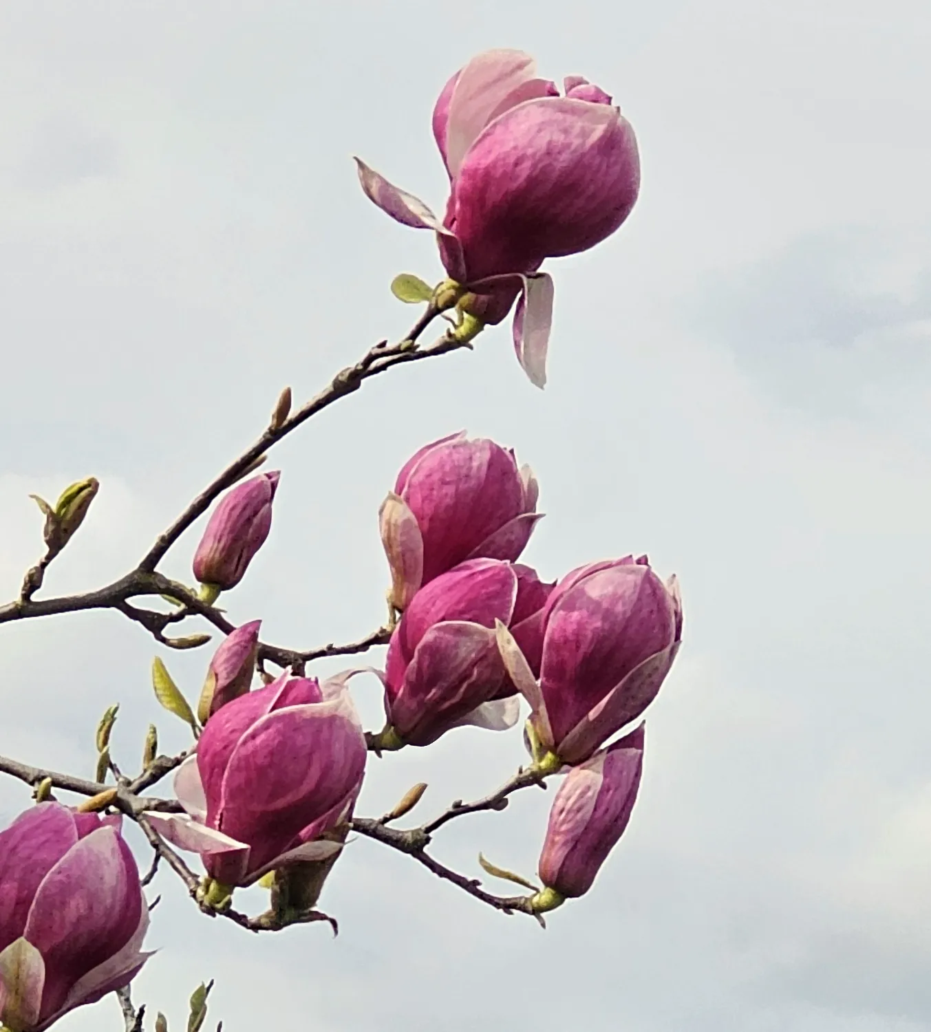 Spring into Joy