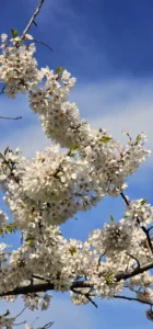 Spring Joy