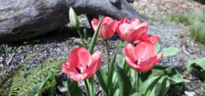 Spring Flowers